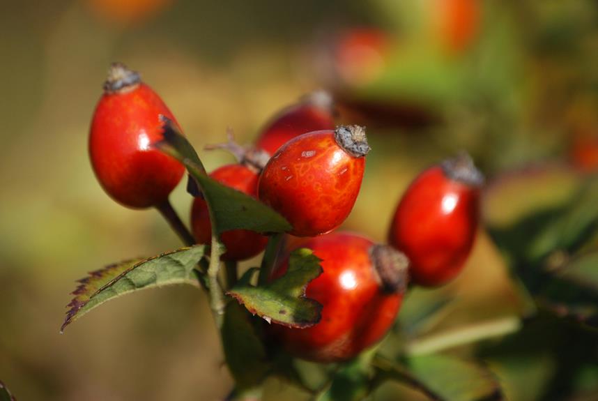 exploring rosehip recipes and remedies