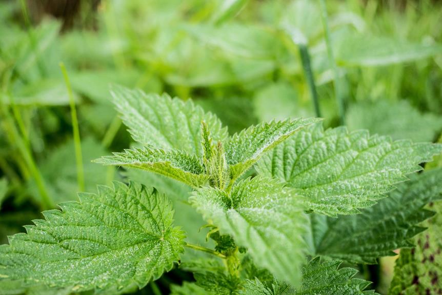 foraging stinging nettle safely