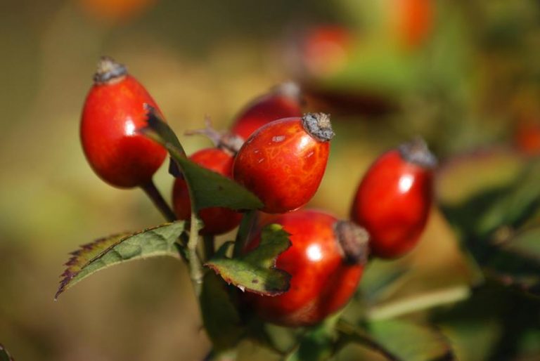 homemade elderberry and rosehip