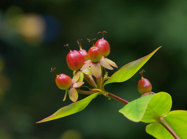 making st john s wort oil